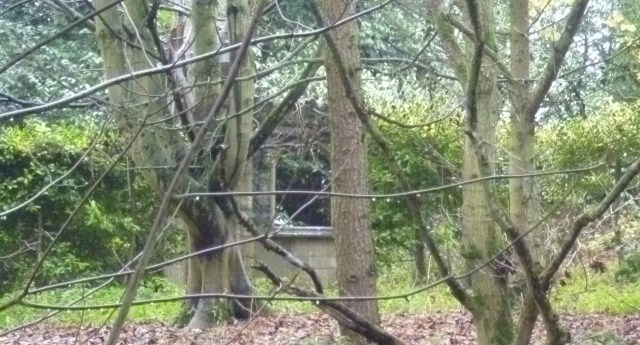 Mannington church ruin