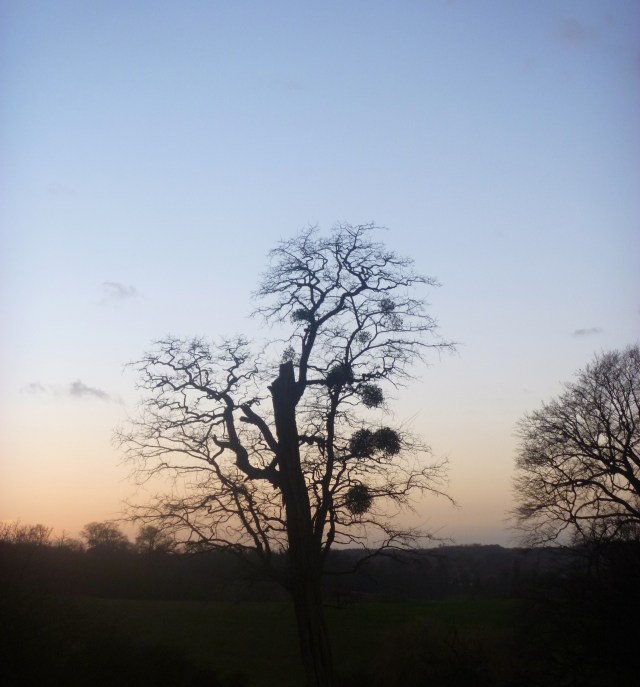 Tree with mistletoe