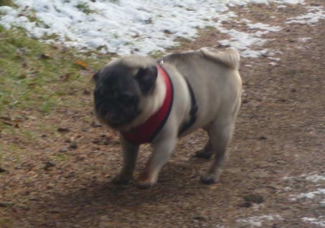 Alfie in snow