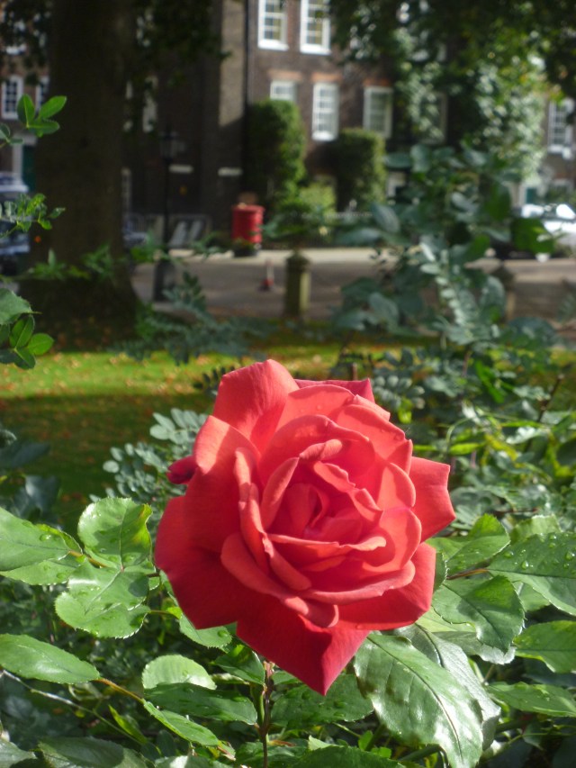 Lincoln's Inn rose