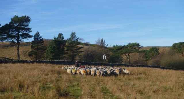 Herd of Sheep