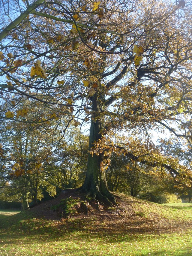 Viewing mound and old oak