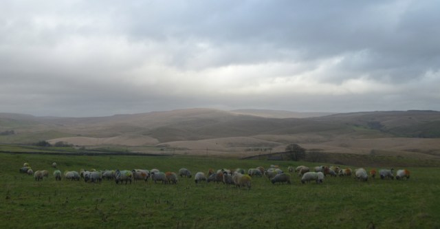 Sheep match landscape