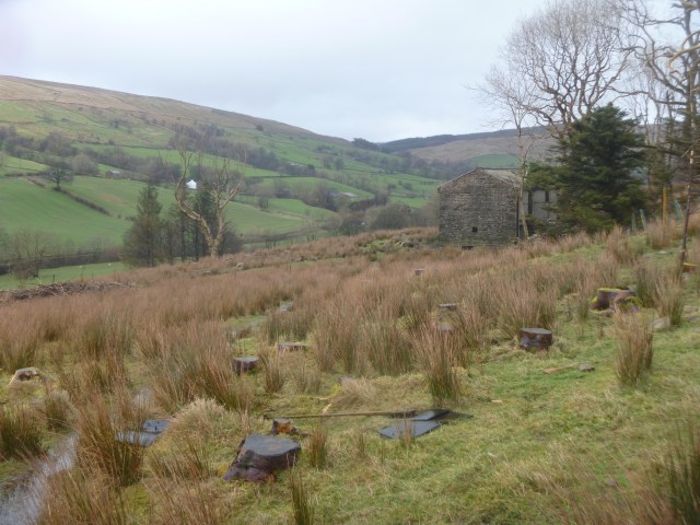 Former pine woods now cleared