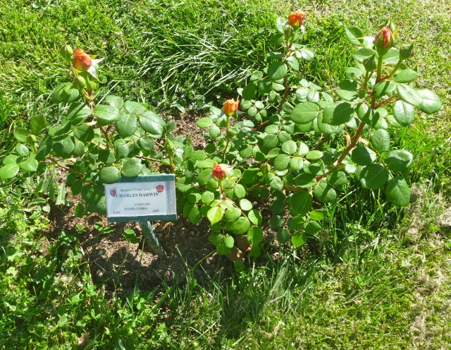 Charles Darwin rose