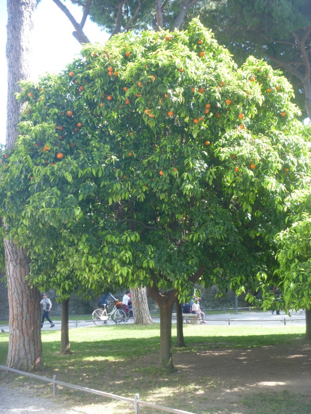 orange tree