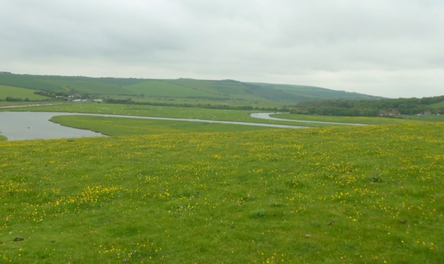 Meanders and Buttercups