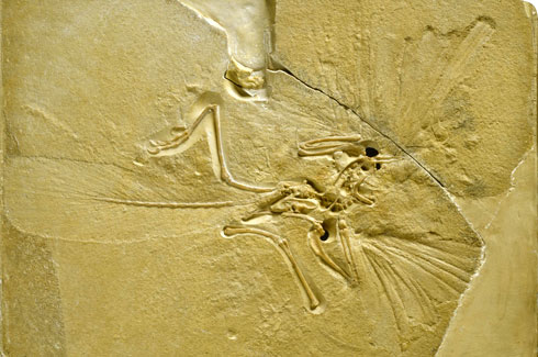 archaeopteryx-banner_112755_1