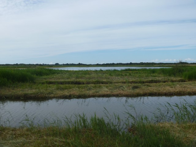 Hickling from hide