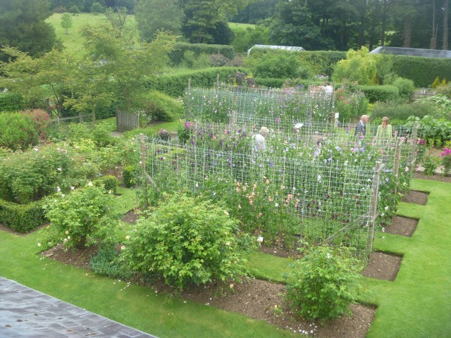 Sweet pea inspections