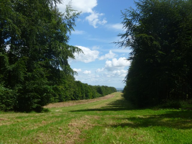The Avenue