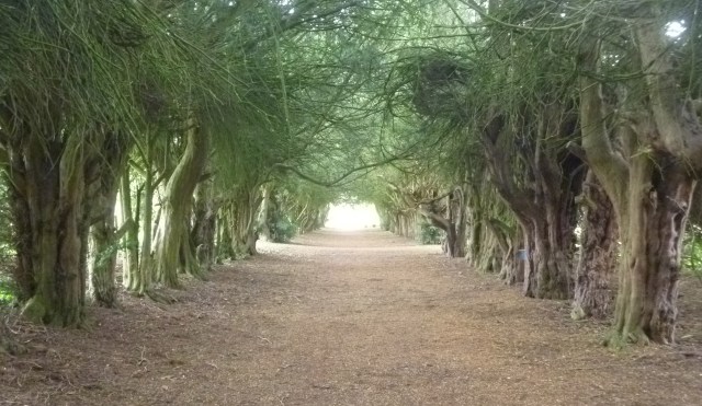 Yew Tunnel