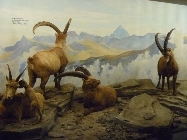 Ibex