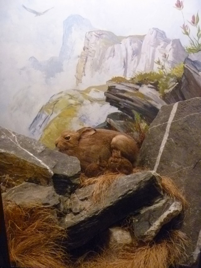 Mountain hares summer