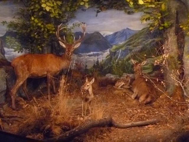 Red deer