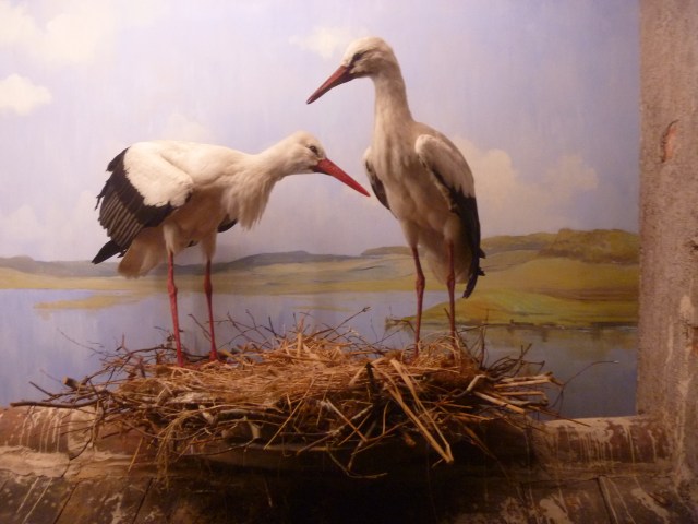 Storks