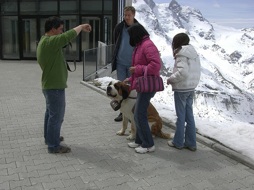 A St Bernard poses for the camera