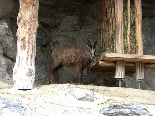 Chamois feeding