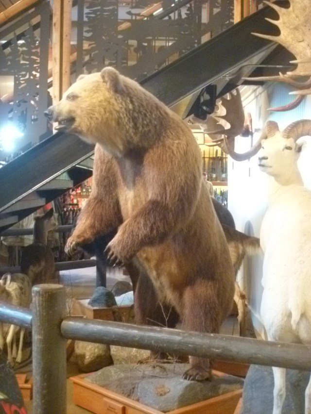 Nearest I came to a bear