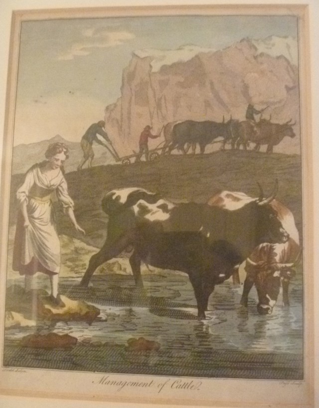 Swiss Cow management SC