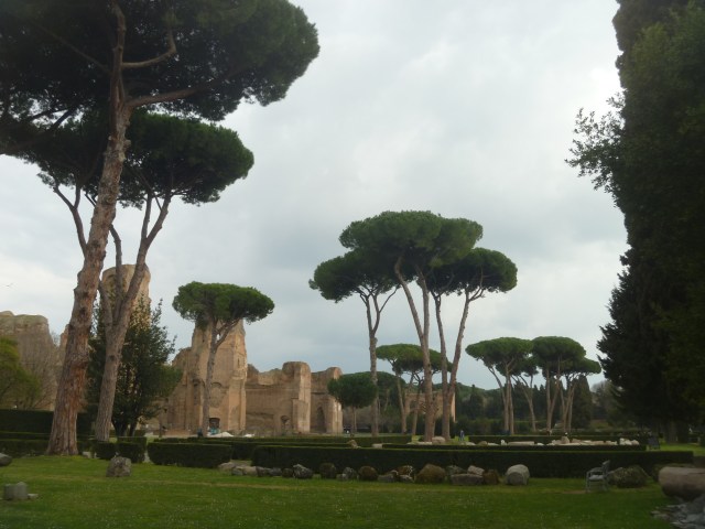 cypress trees in gardens