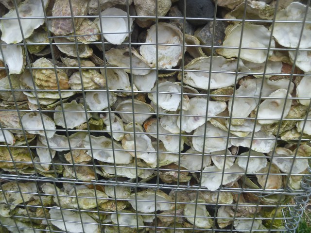 oyster shells