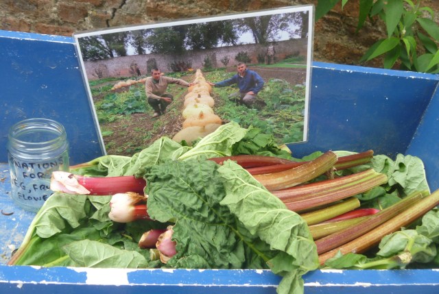 Rhubarb for sale