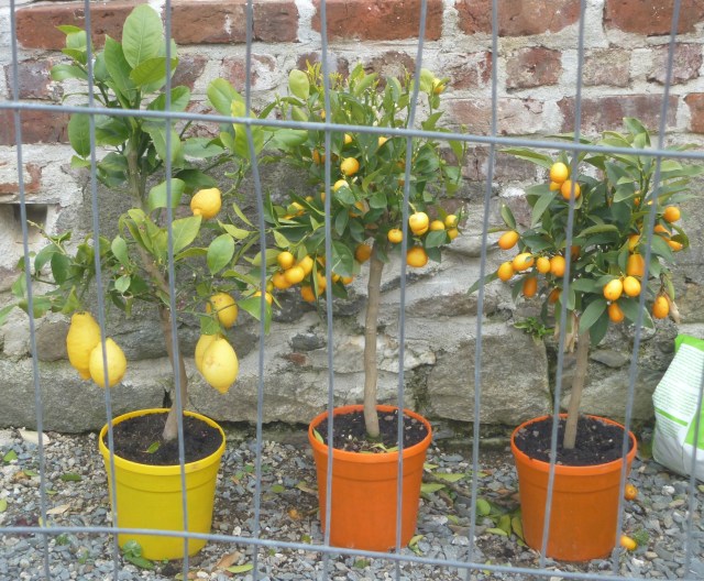 sheltered and south facing