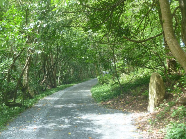 Woodland path