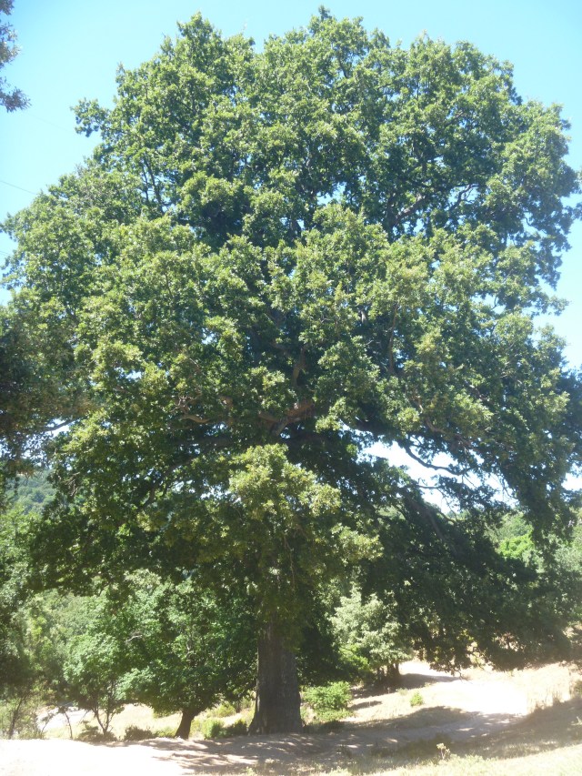 Turkish oak