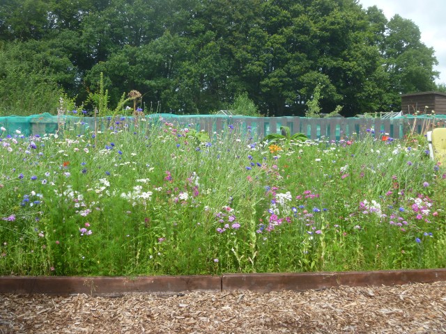 Wildflower bed