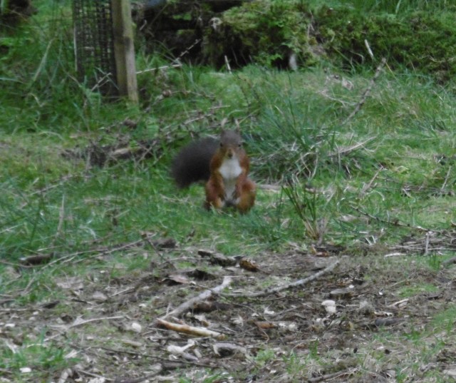 red squirrel