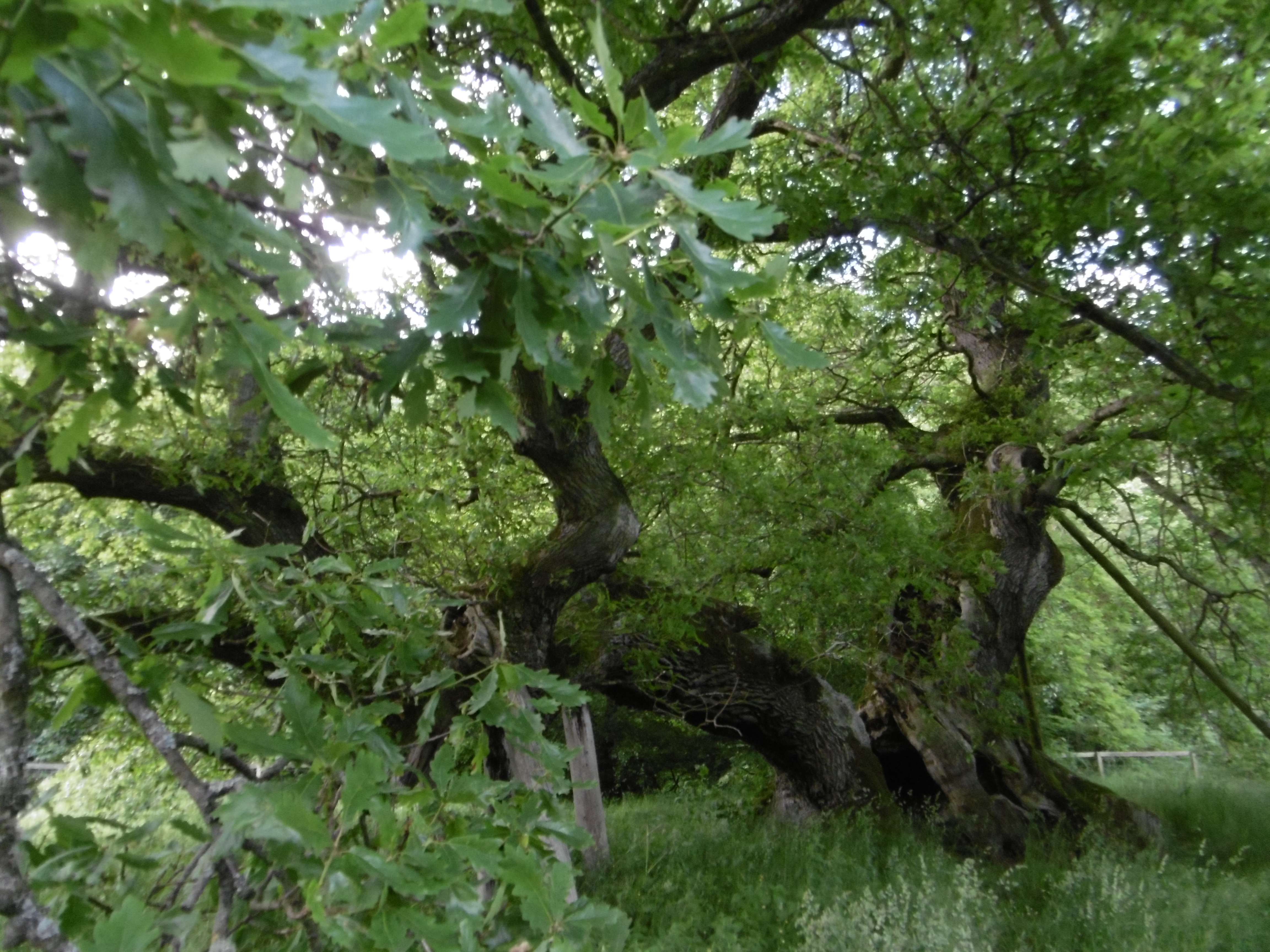 The Capon Tree « miladysboudoir