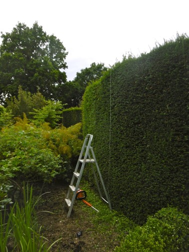 hedge trimming