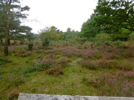 heathland