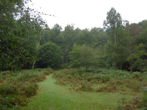 typical-grassy-paths