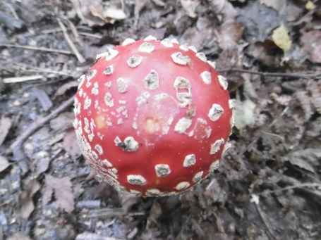 toadstool