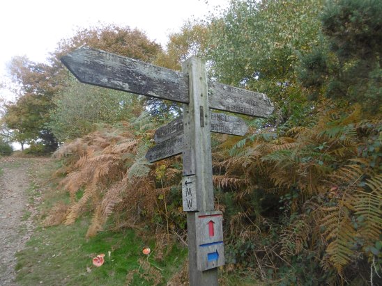signpost-and-toadstools