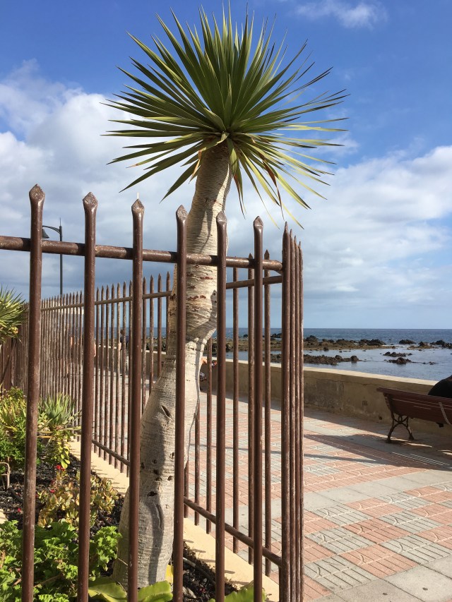 dragon tree las galletas