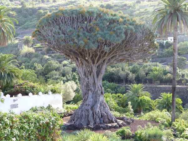 old dragon tree