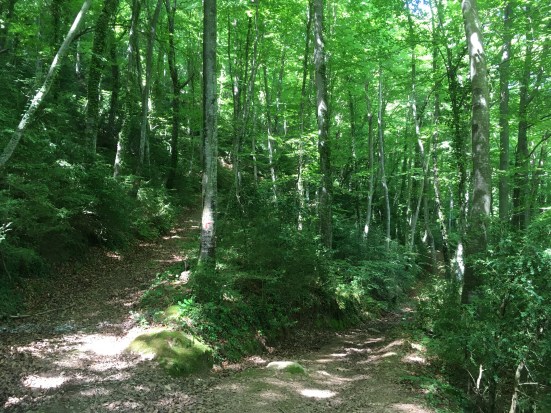 typical beech forest paths