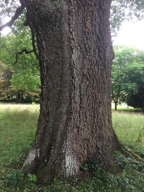 The oak bark